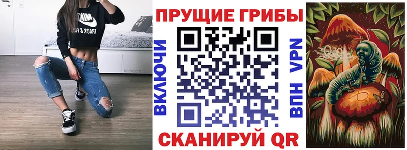 где купить наркоту Каменка Псилоцибиновые грибы Psilocybe